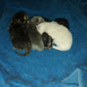 Meet your Posher, Isiah